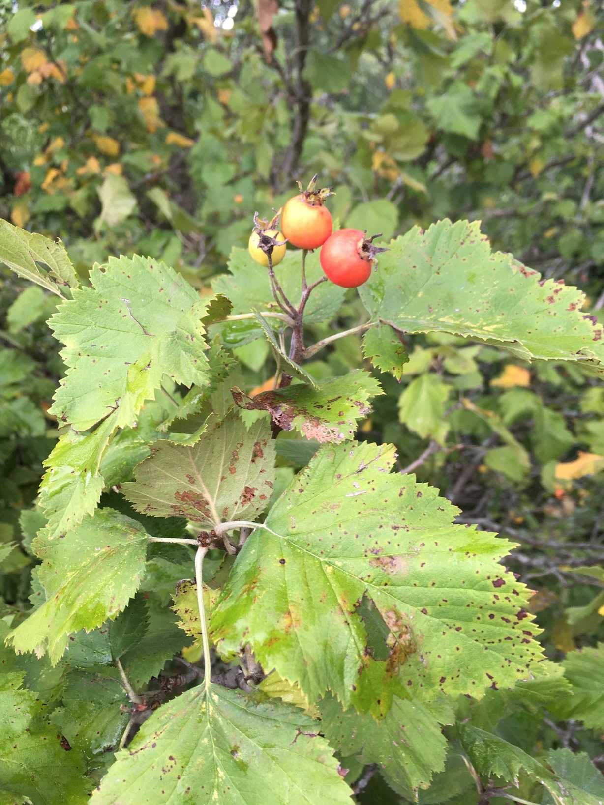 Crataegus mollis