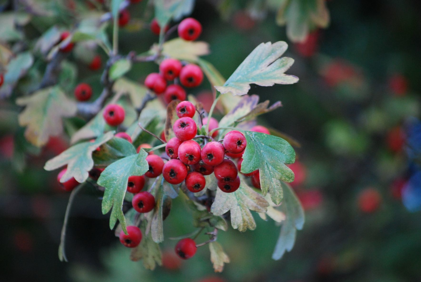 Crataegus monogyna