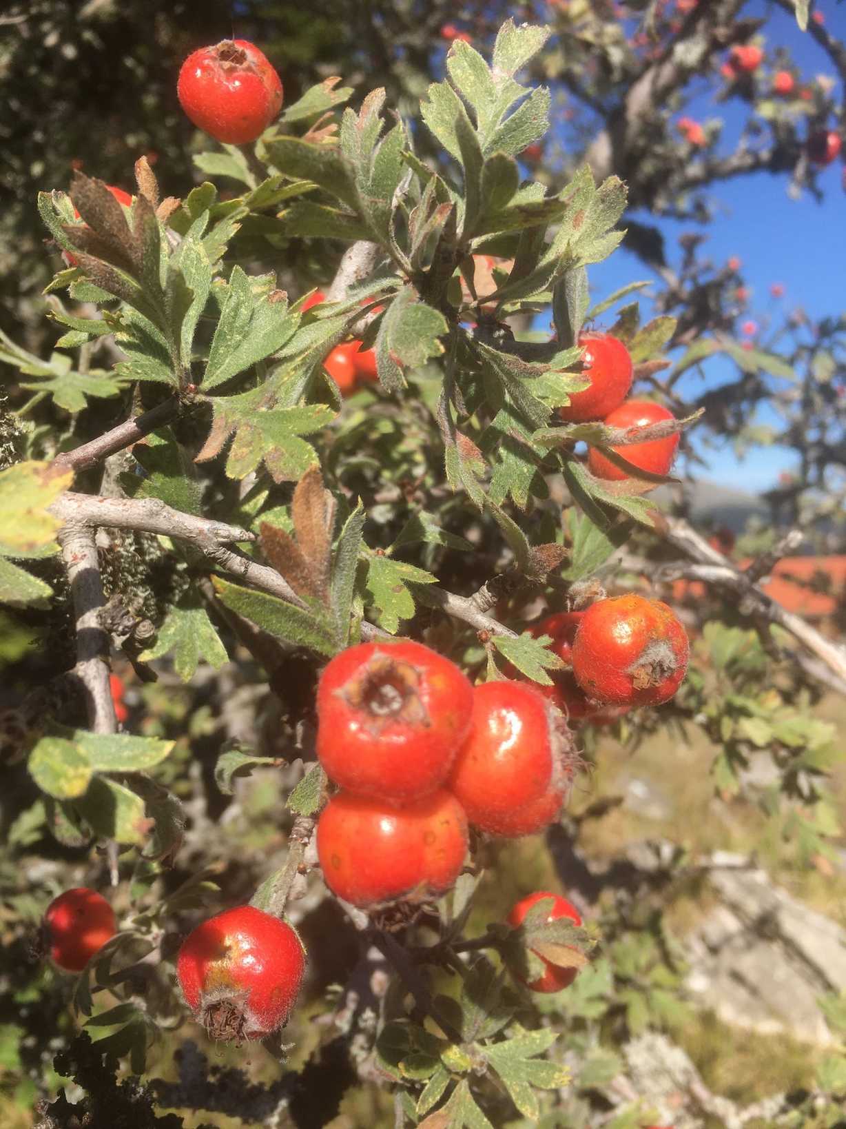 Crataegus orientalis