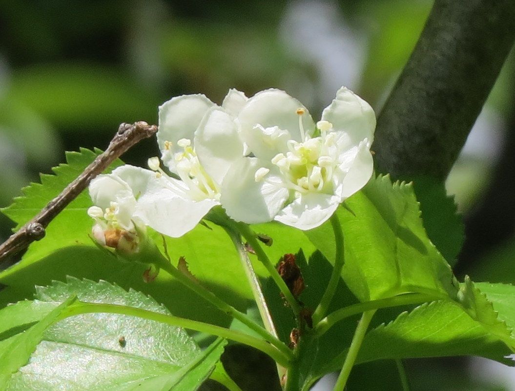 Crataegus phaenopyrum
