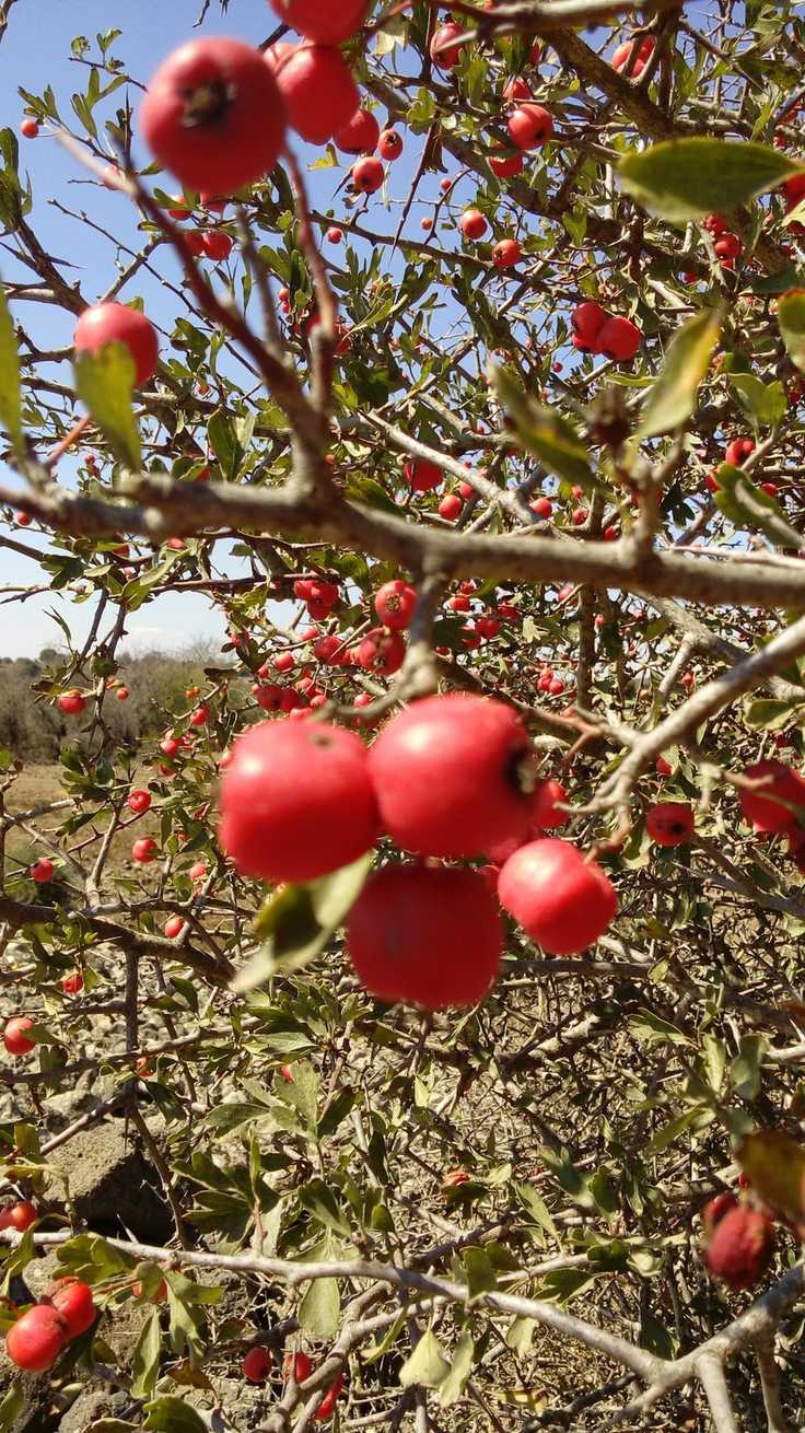 Crataegus pinnatifida