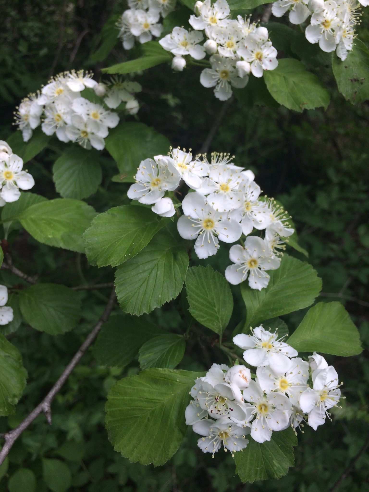 Crataegus punctata