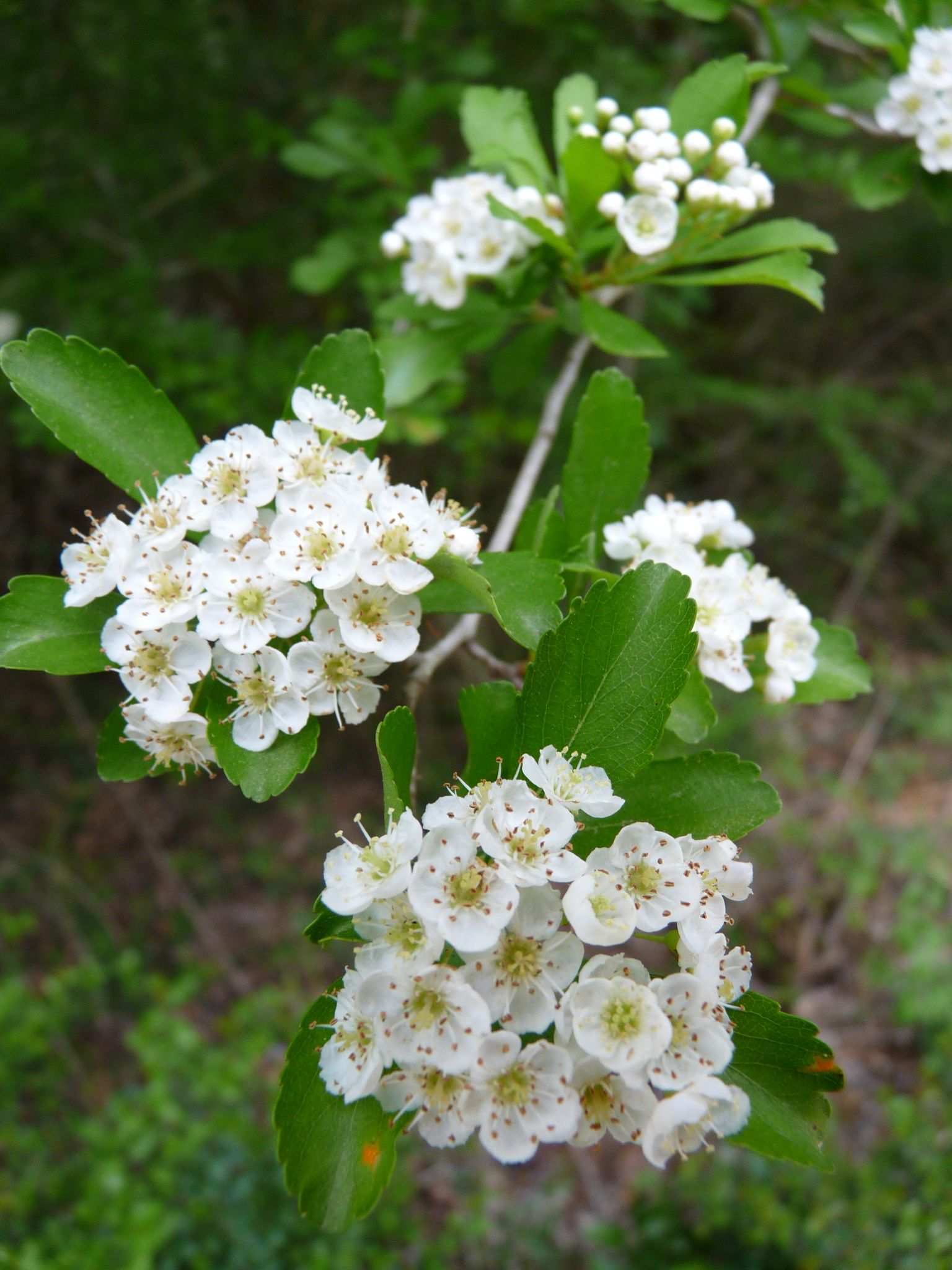 Crataegus sp.