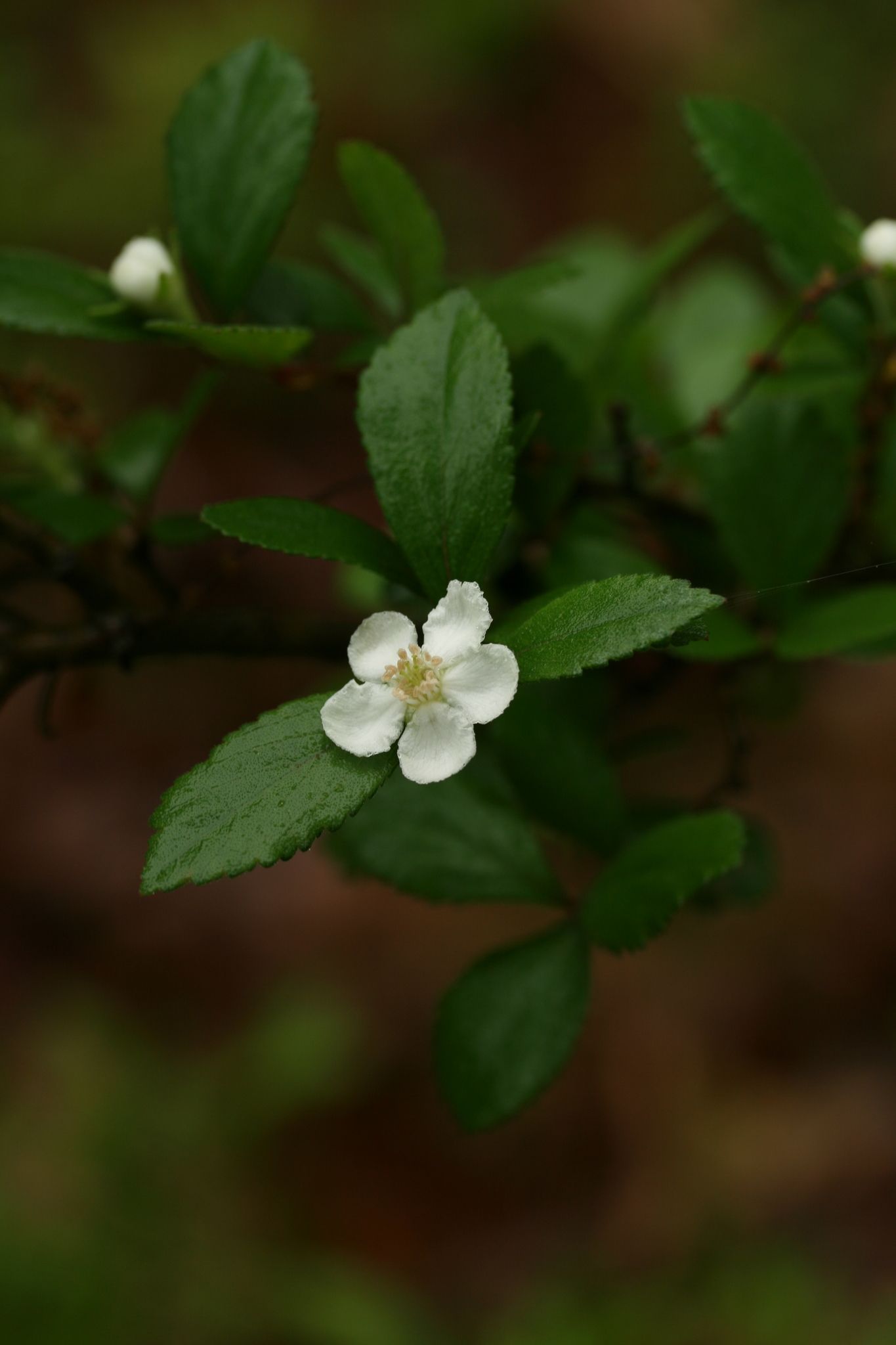 Crataegus uniflora