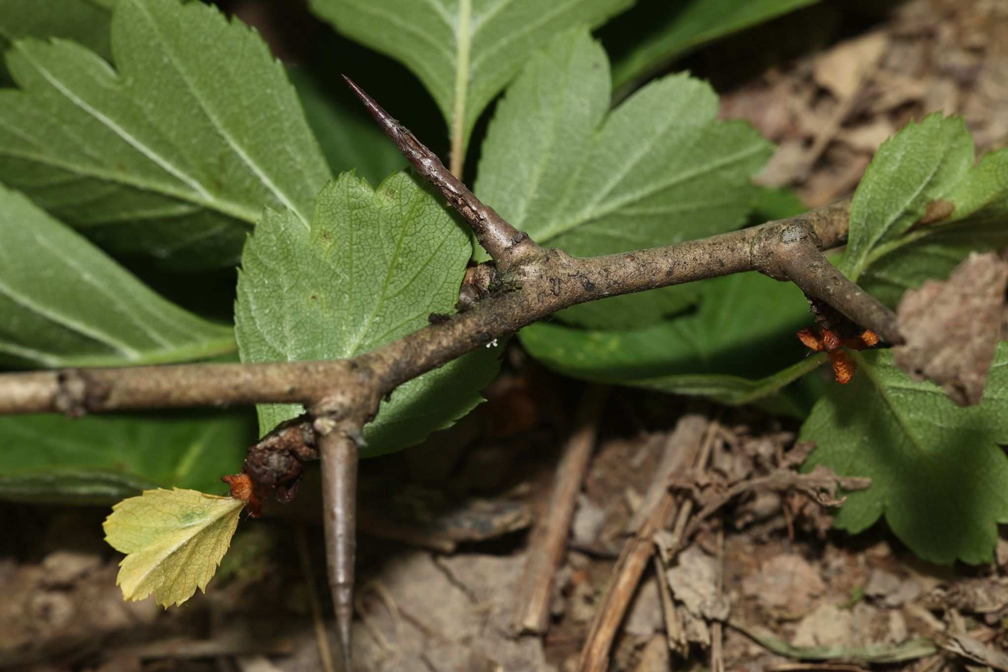 Crataegus wilsonii