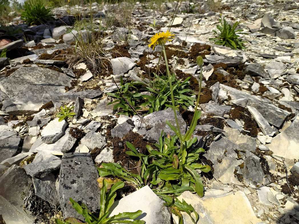 Crepis alpestris