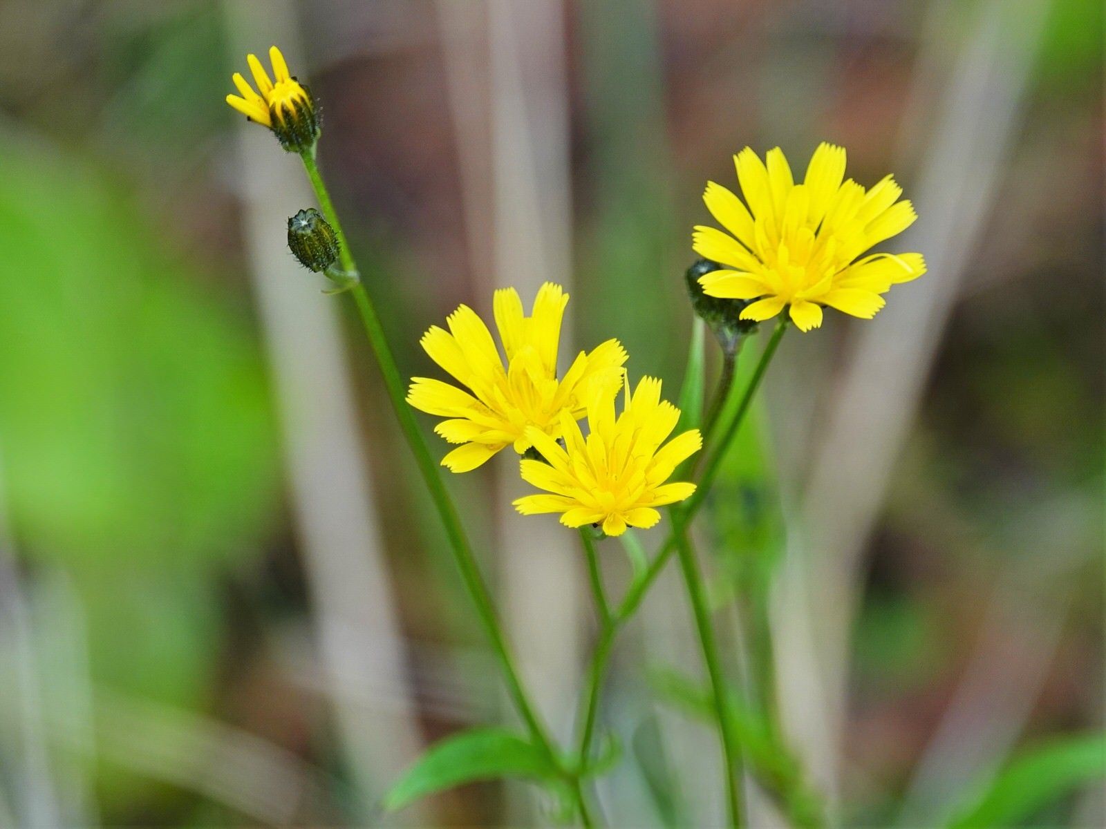 Crepis capillaris