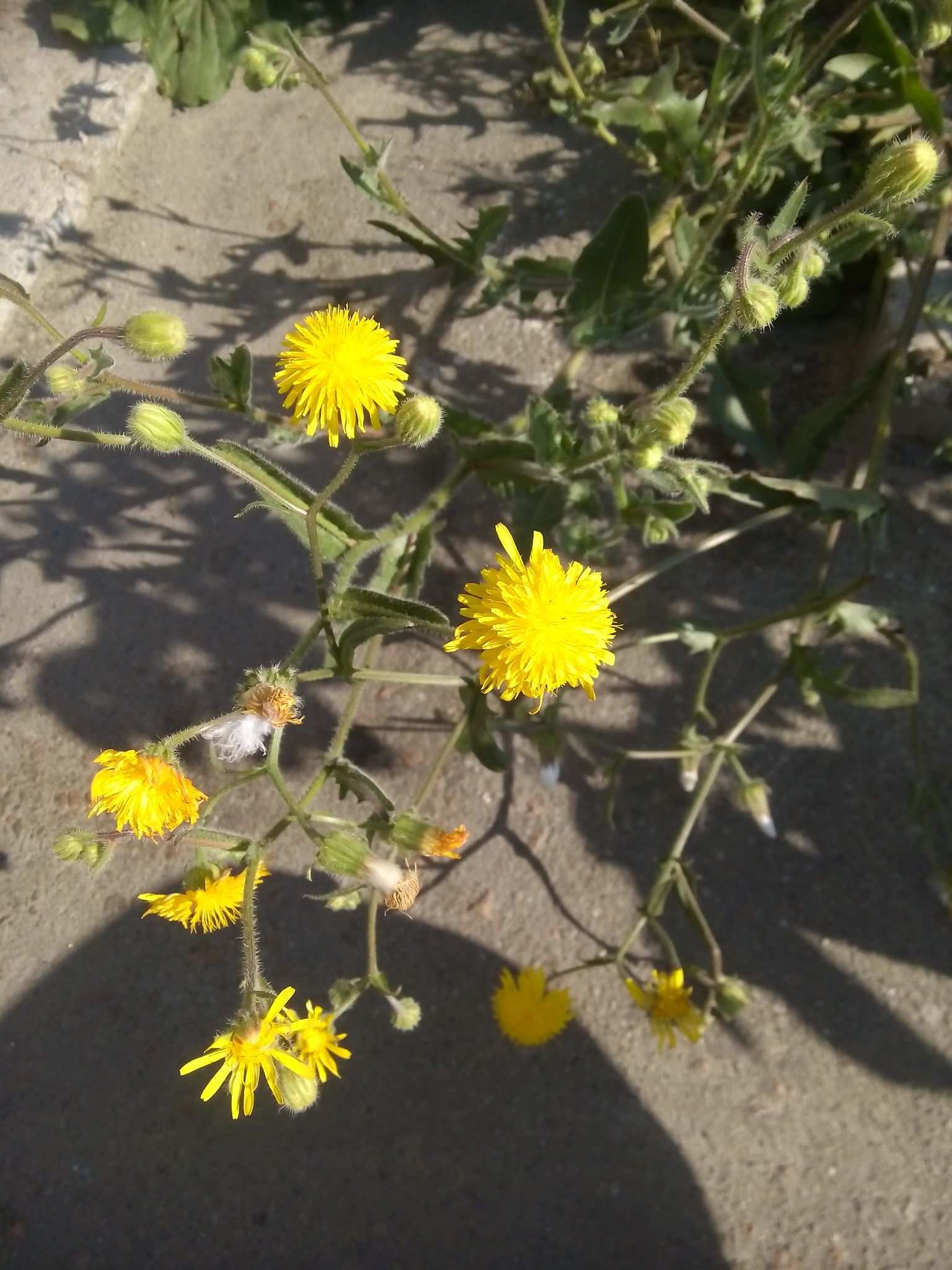 Crepis foetida