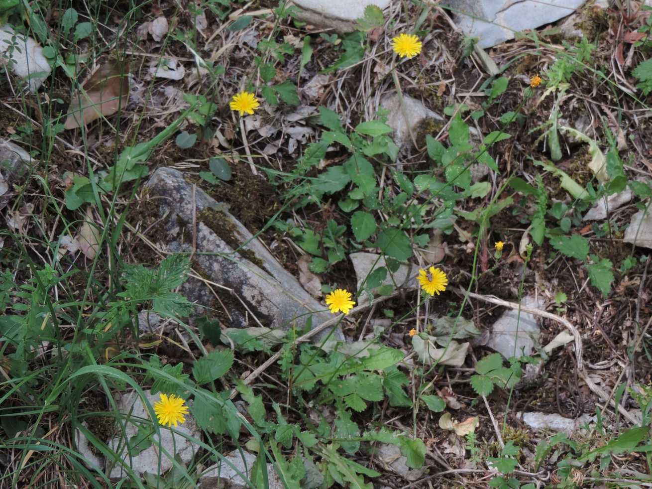 Crepis leontodontoides