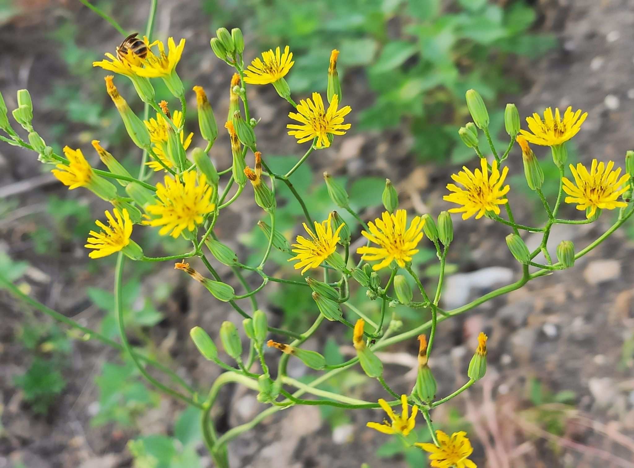 Crepis pulchra