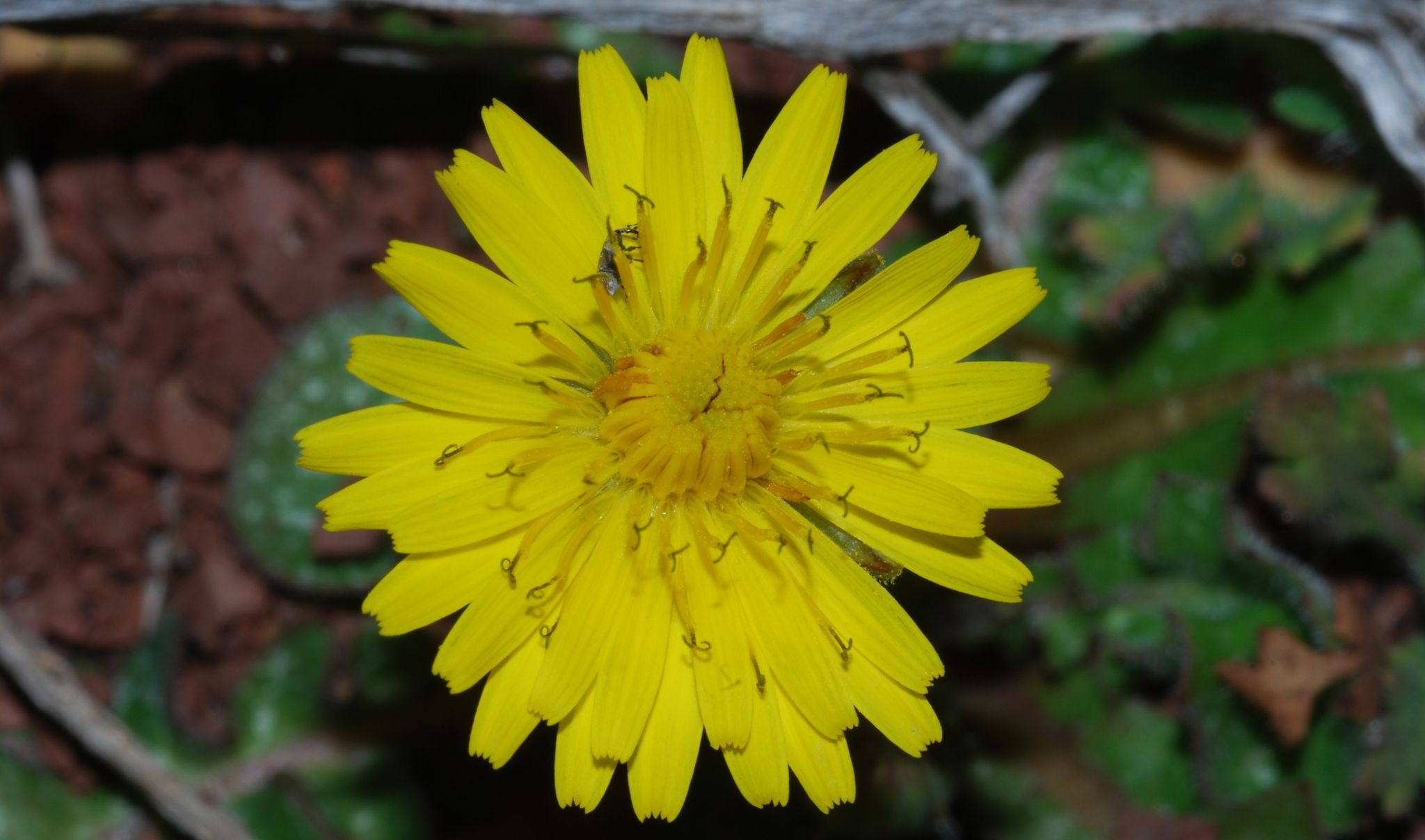 Crepis sancta