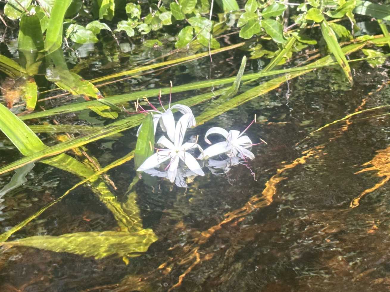 Crinum americanum