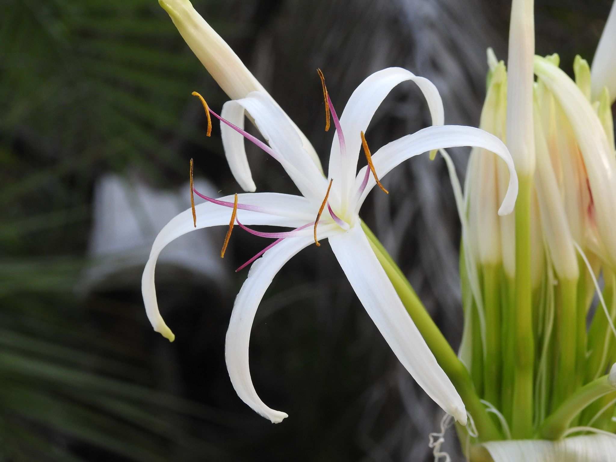 Crinum asiaticum