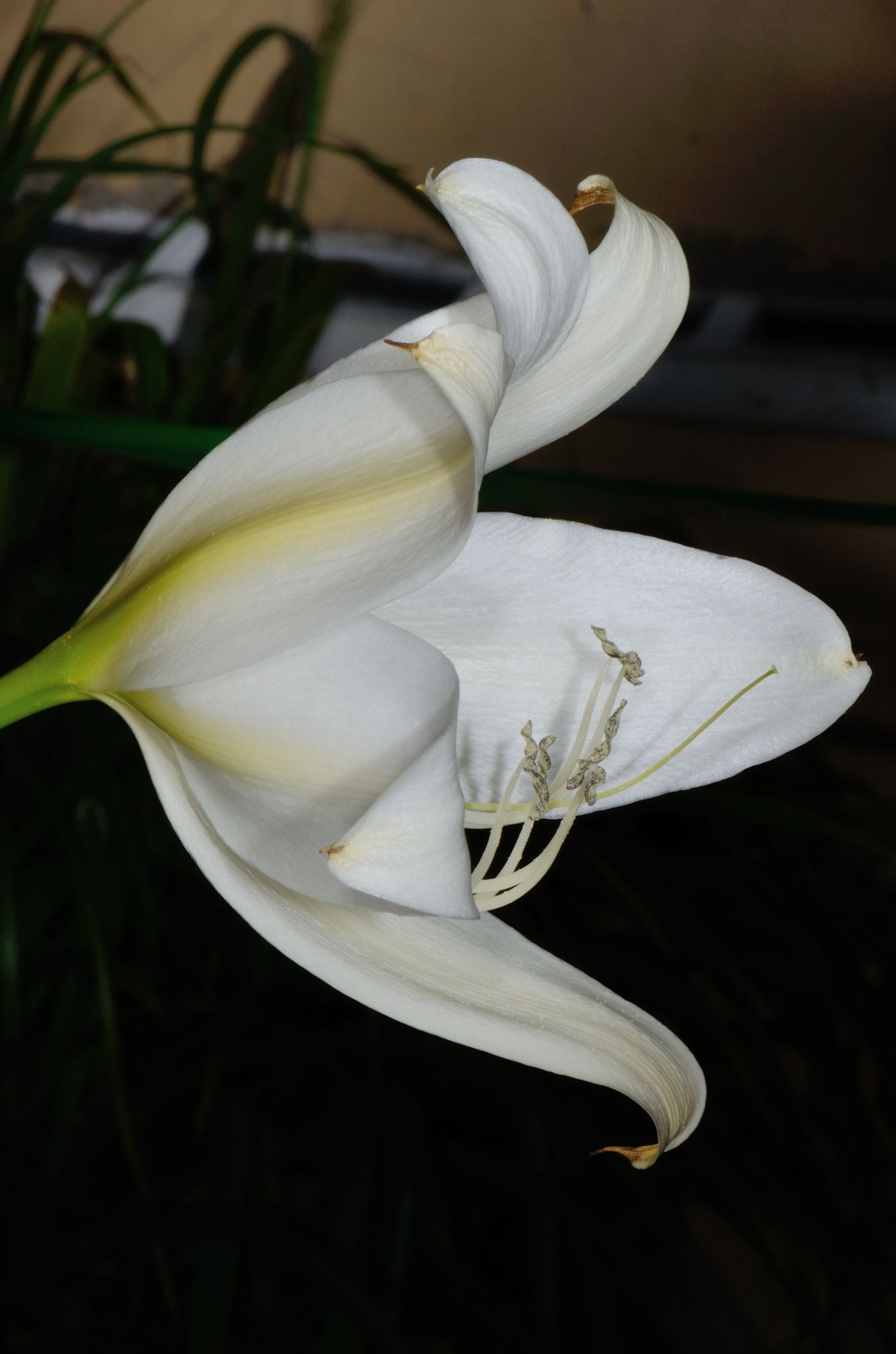 Crinum jagus