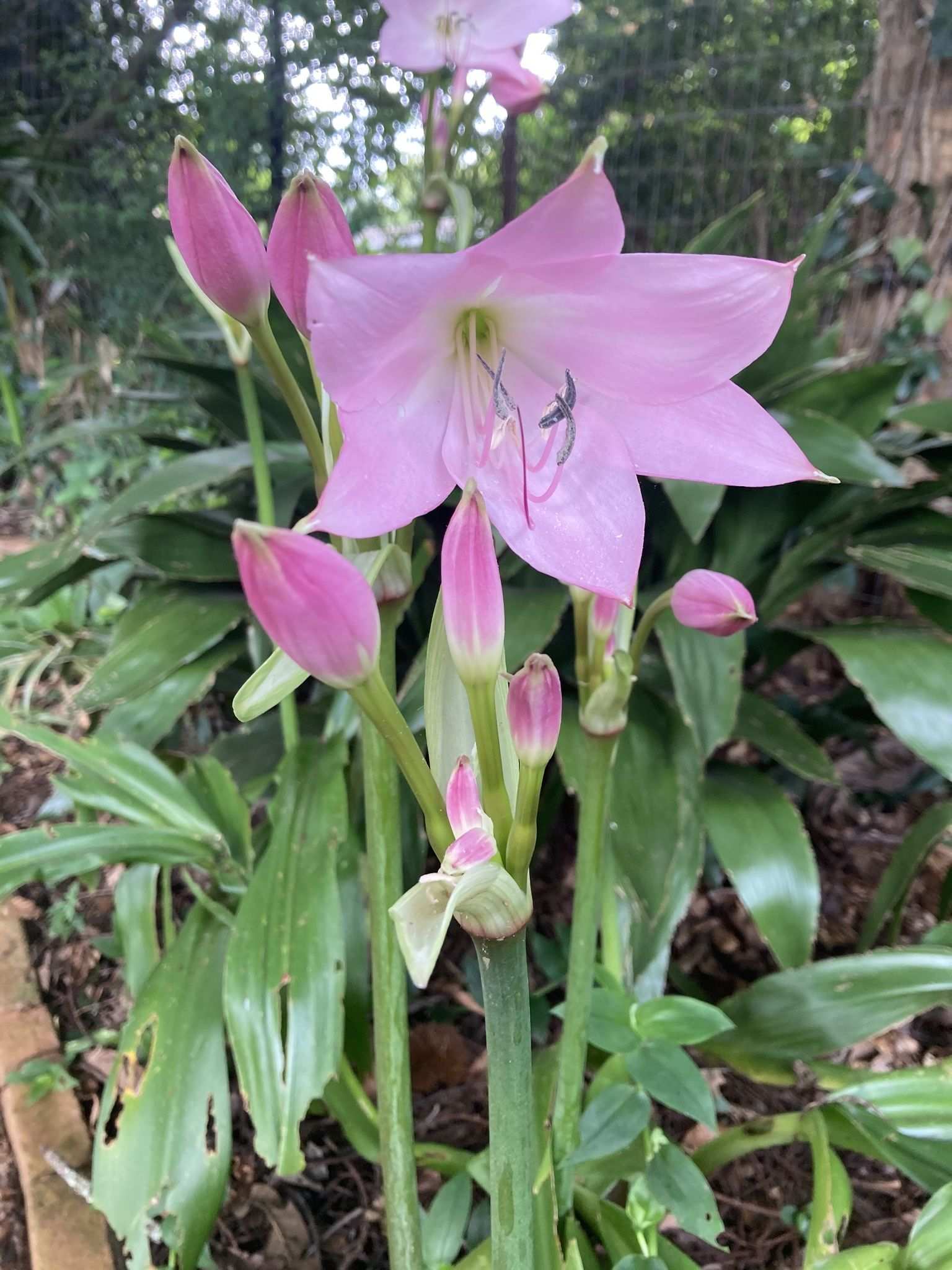 Crinum moorei