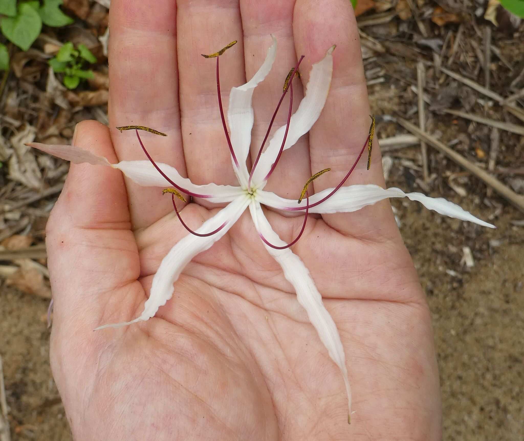 Crinum purpurascens
