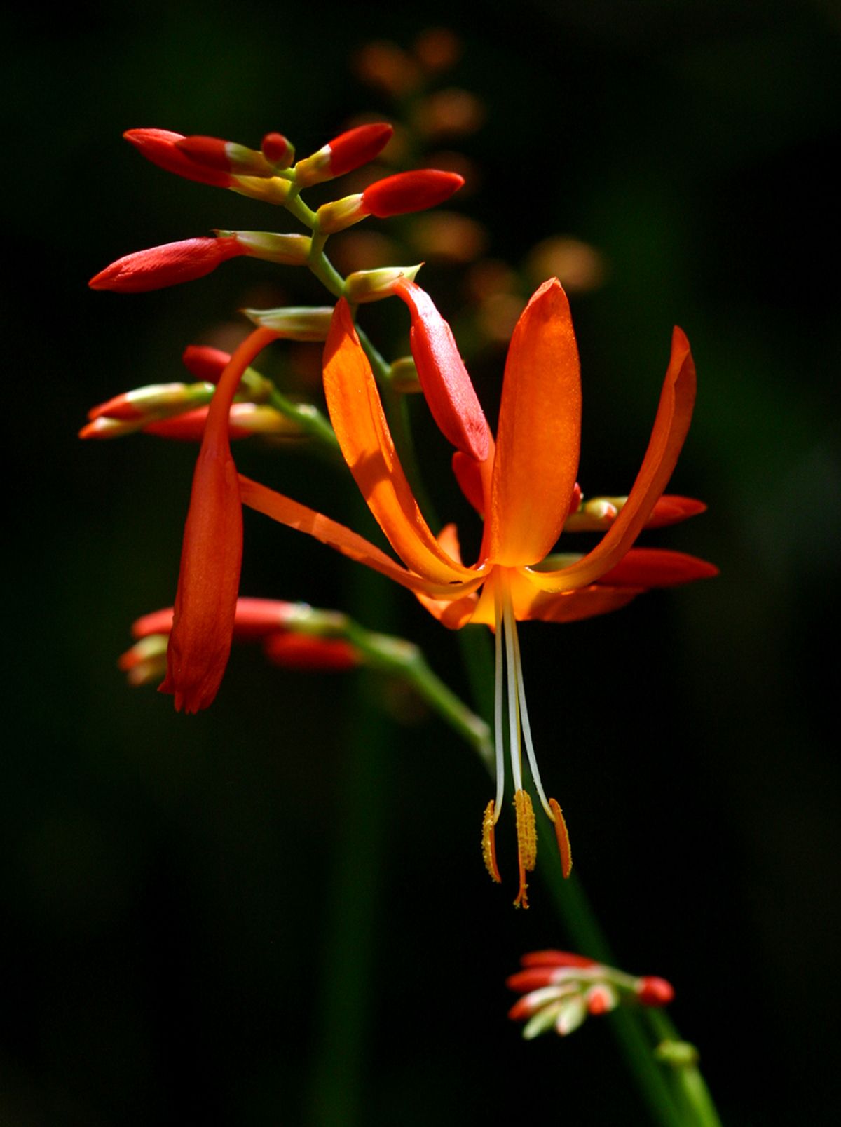 Crocosmia aurea