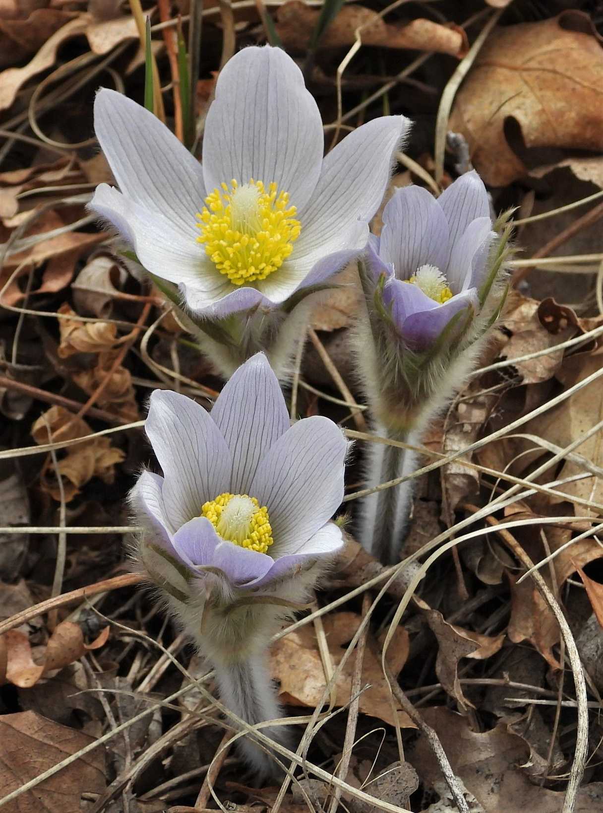 Crocus
