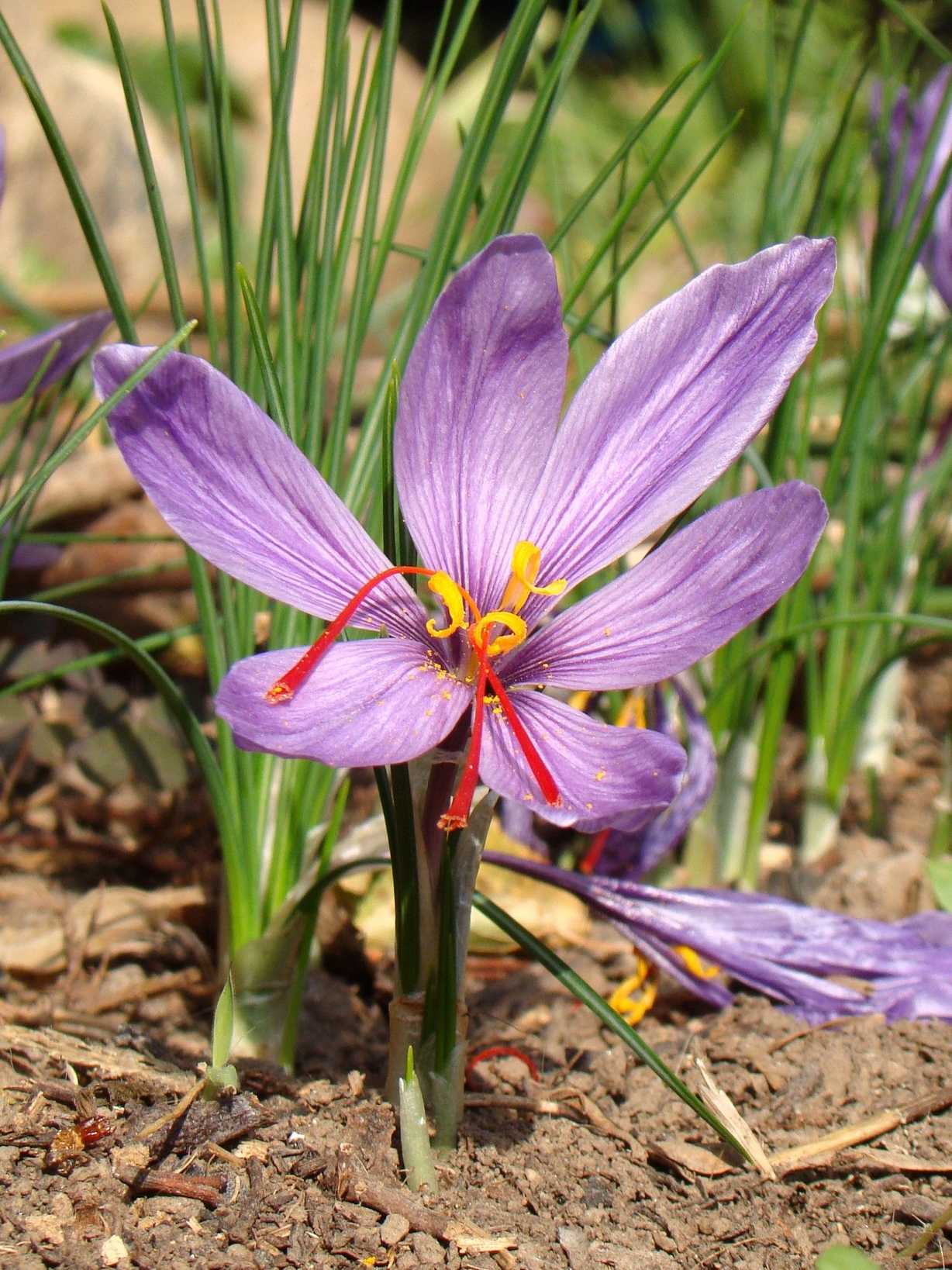 Crocus sativus