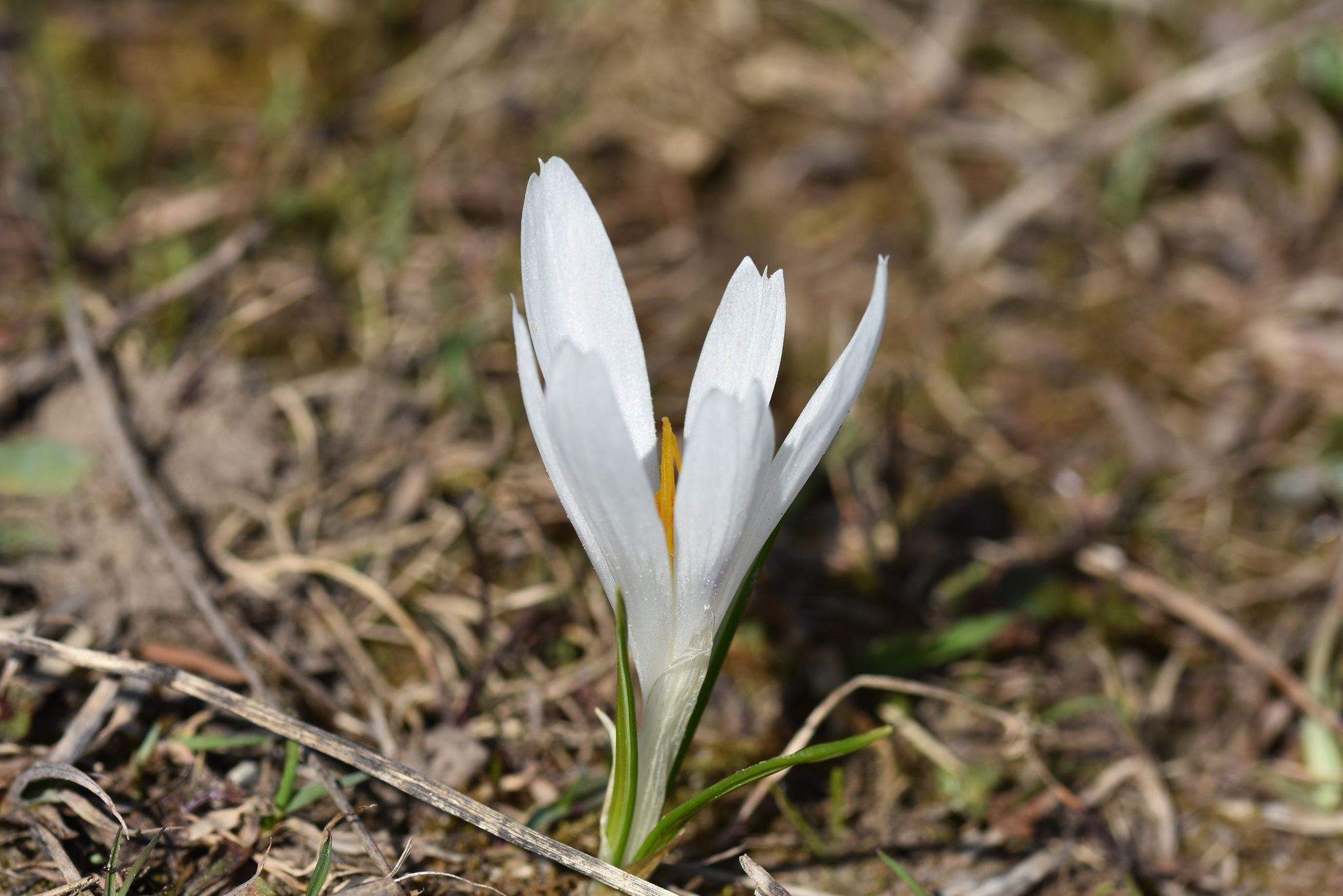 Crocus sp.