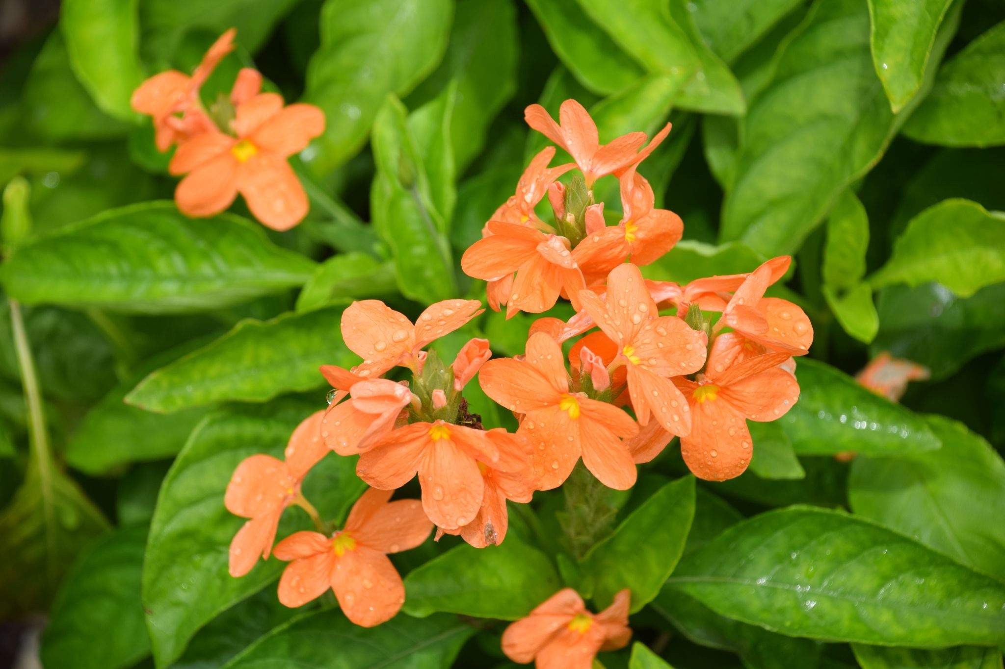 Crossandra