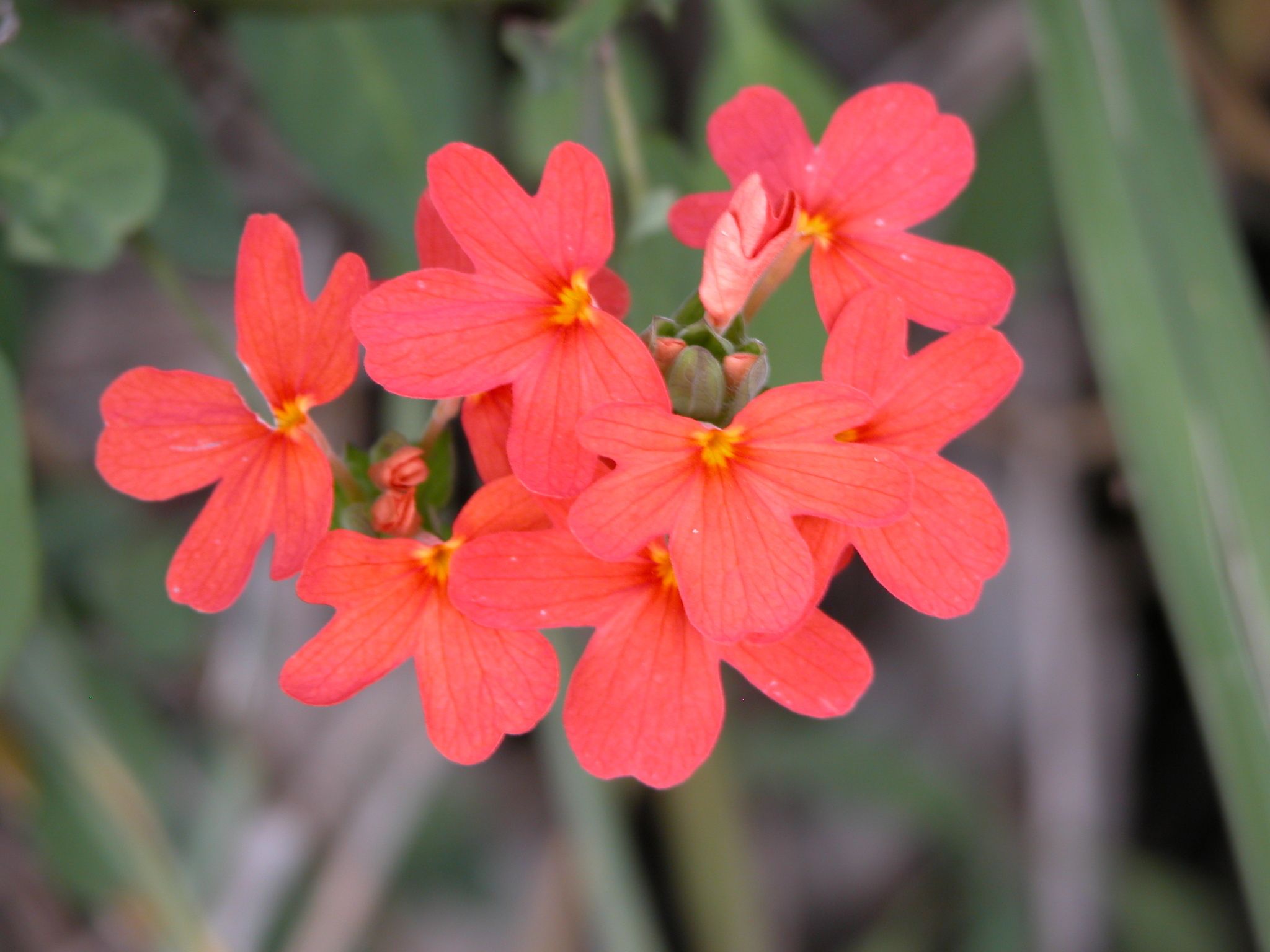 Crossandra massaica