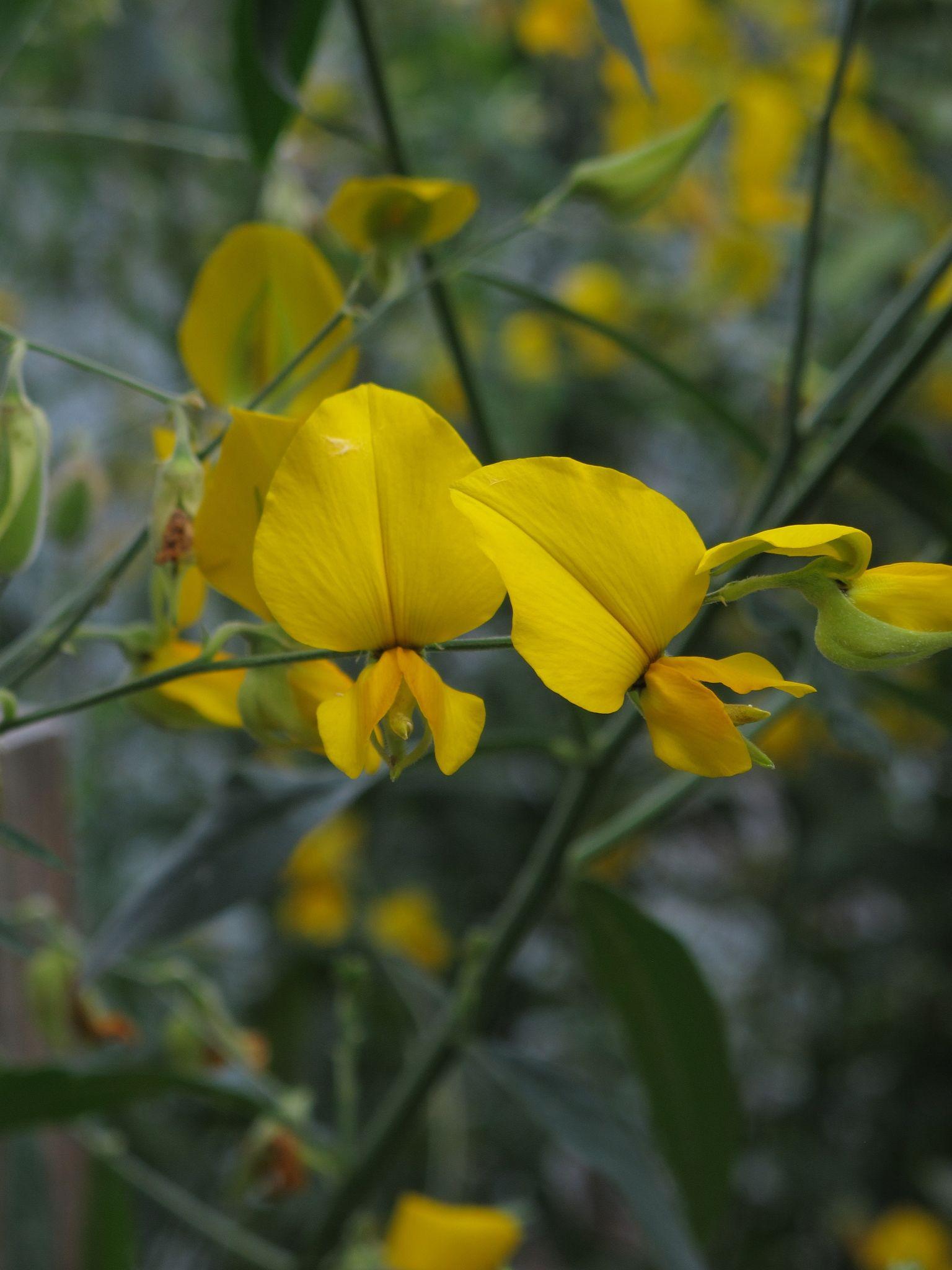 Crotalaria juncea