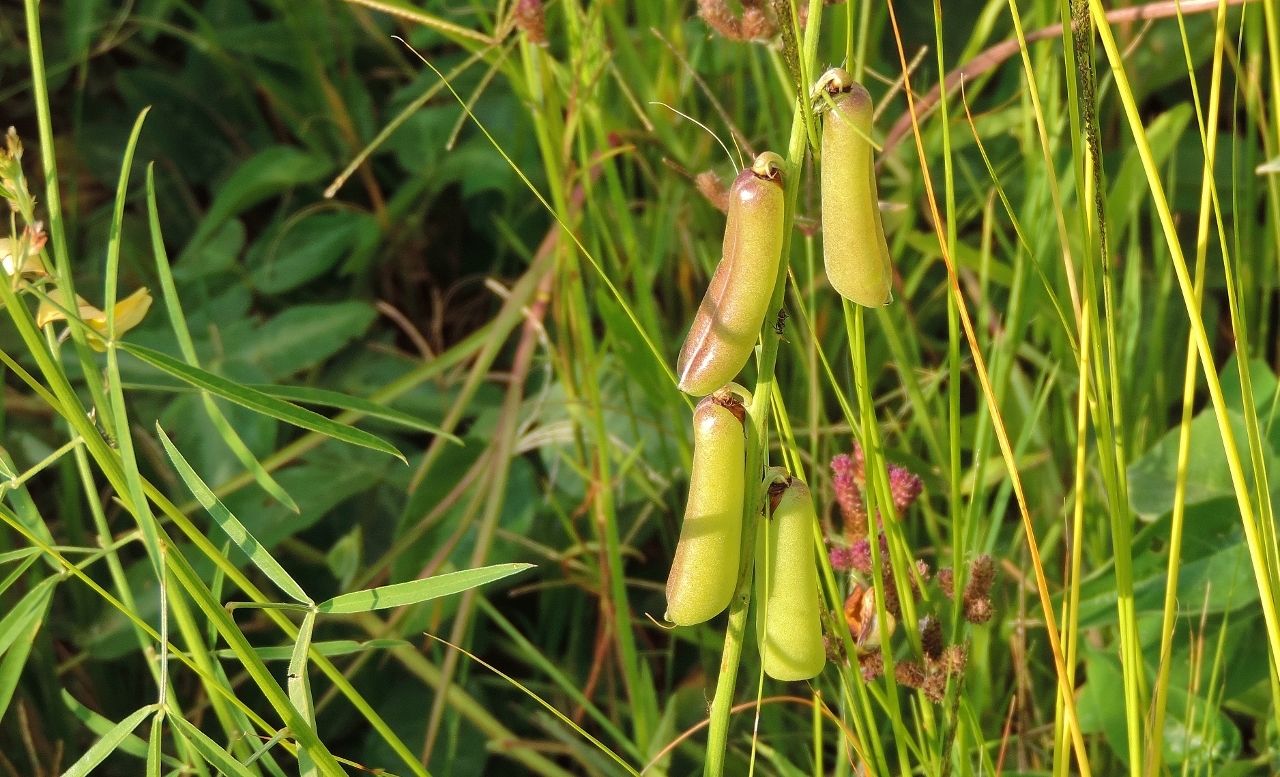 Crotalaria ochroleuca