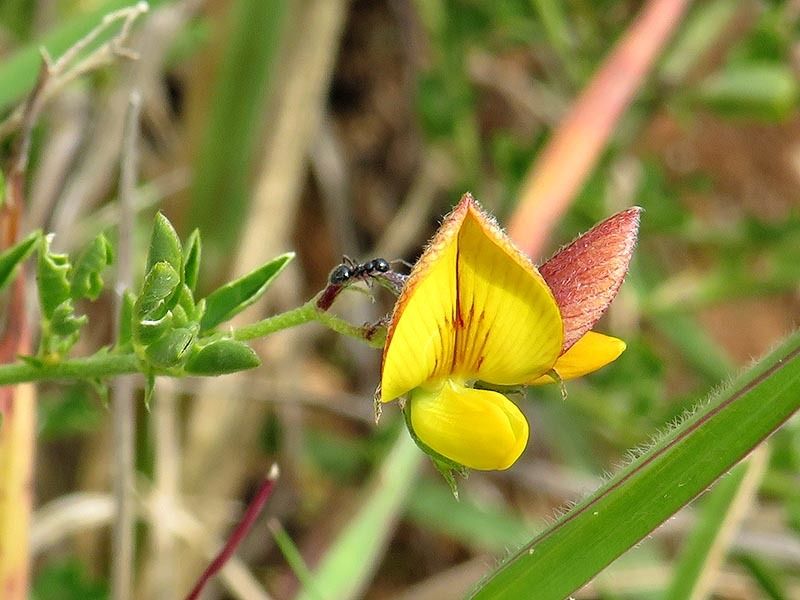 Crotalaria virgulata