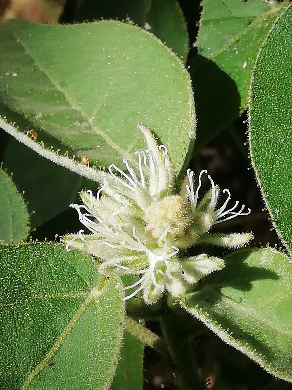 Croton ciliatoglandulifer