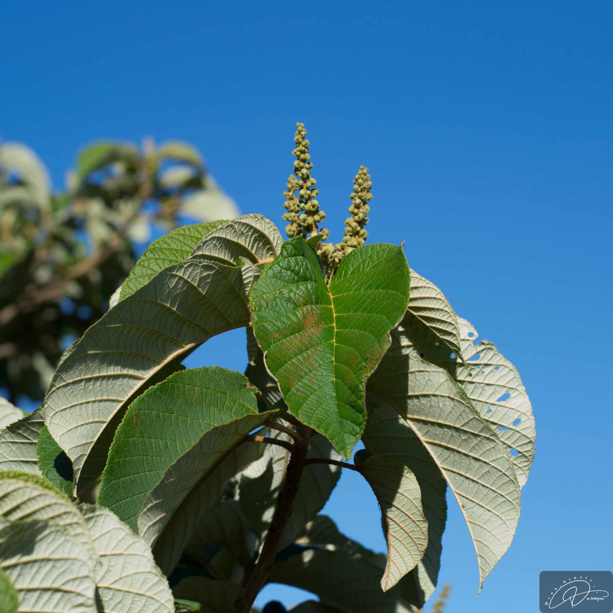 Croton floribundus