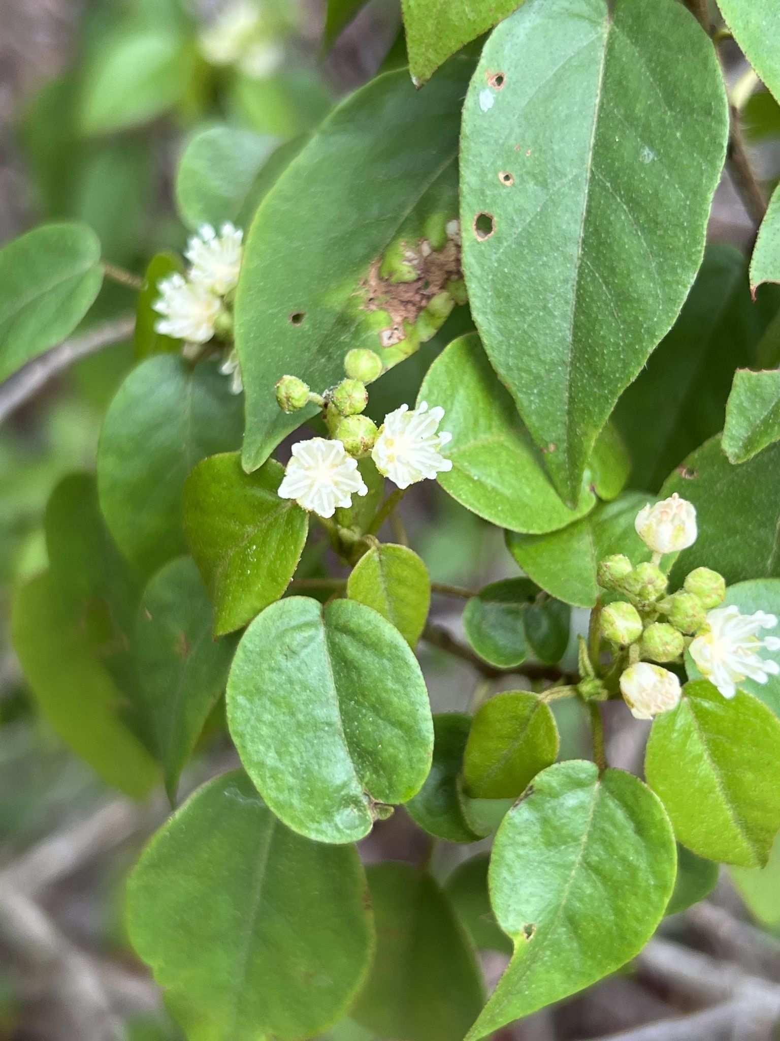 Croton glabellus