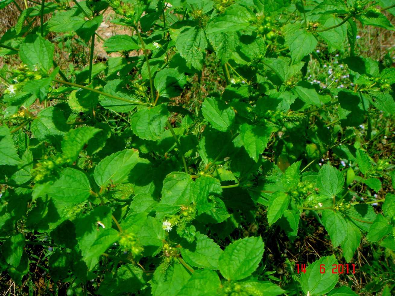 Croton hirtus