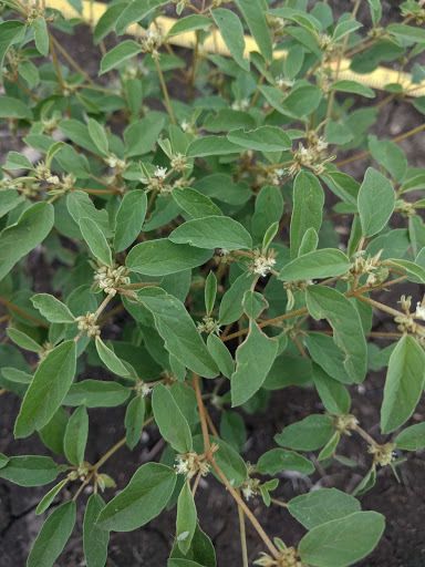 Croton monanthogynus