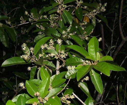 Croton nitens
