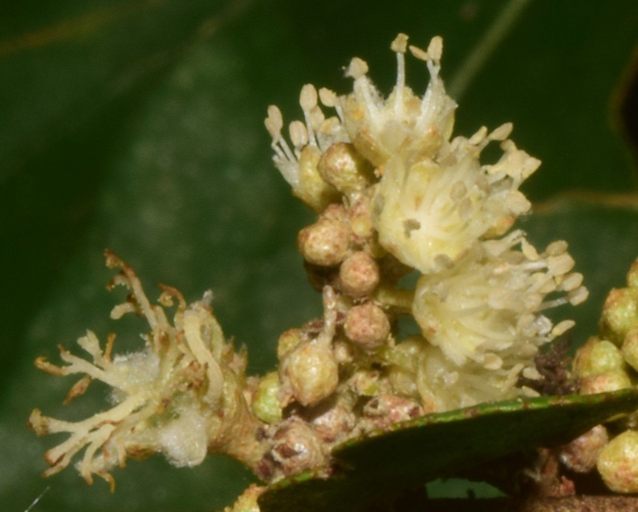 Croton pseudoniveus