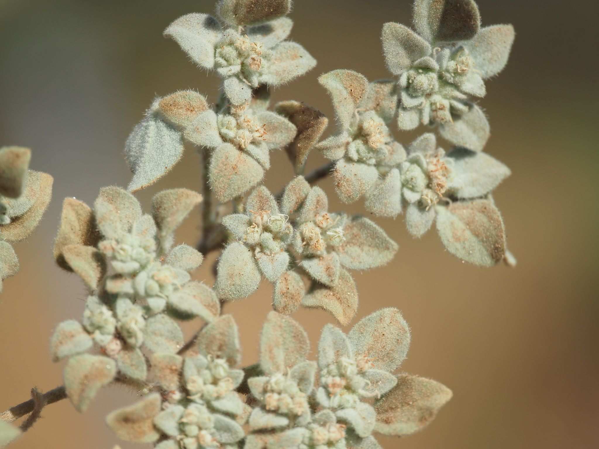 Croton setiger