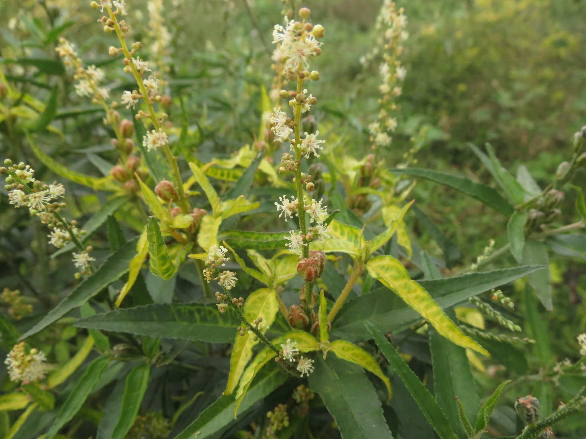 Croton sp.