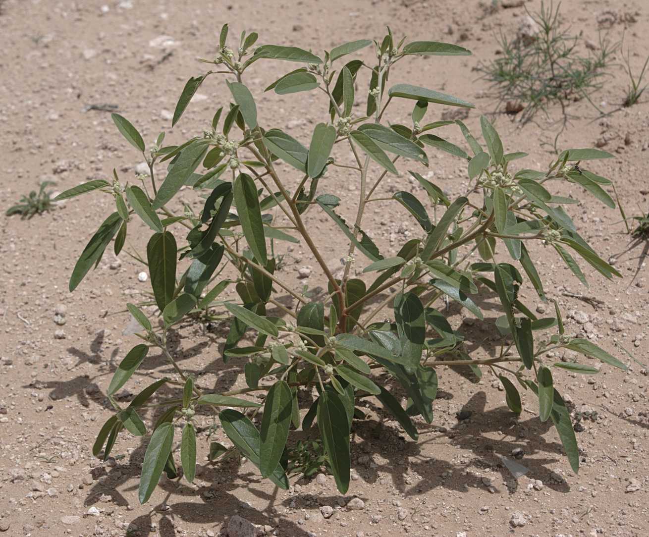 Croton texensis