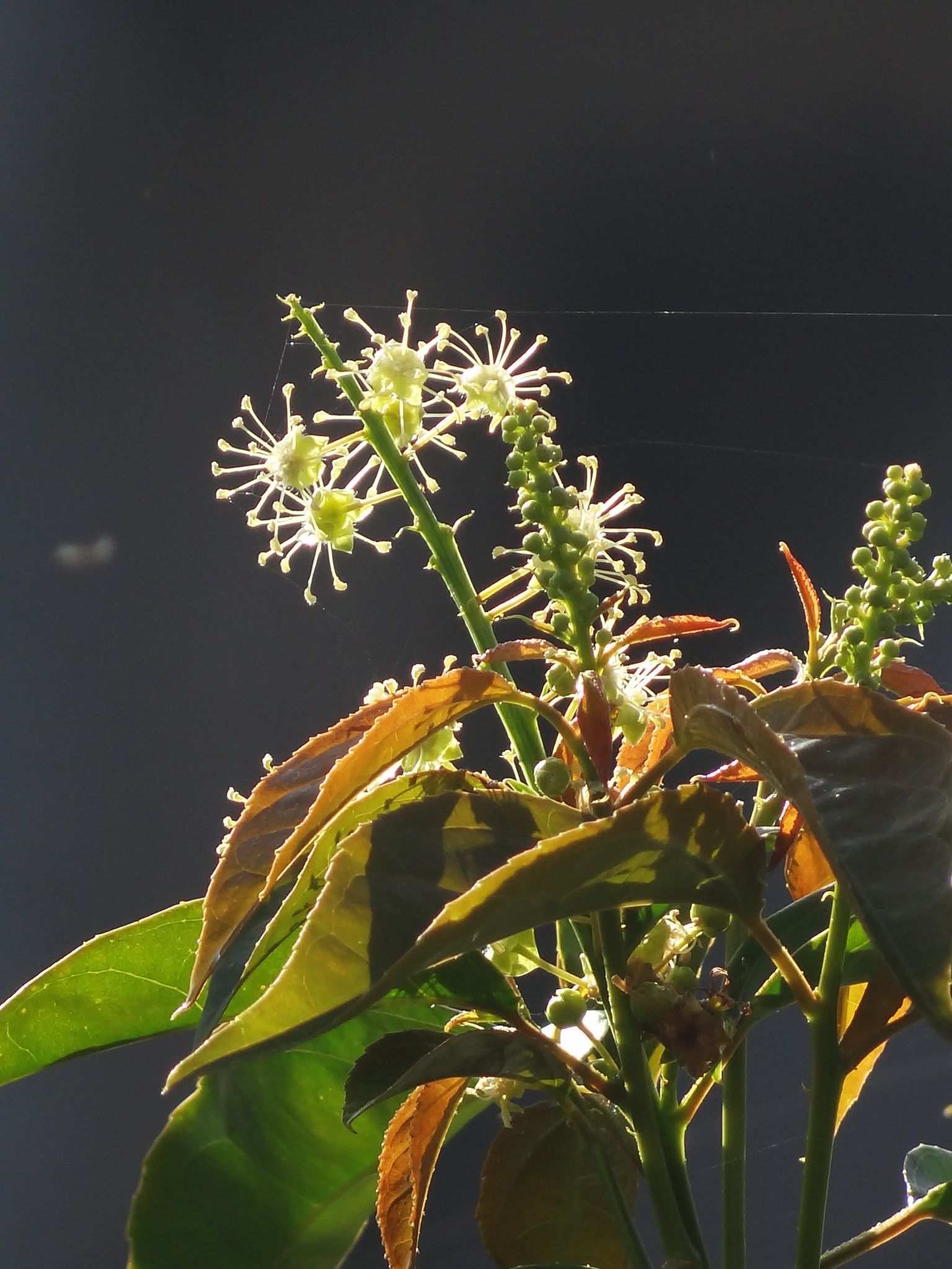 Croton tiglium