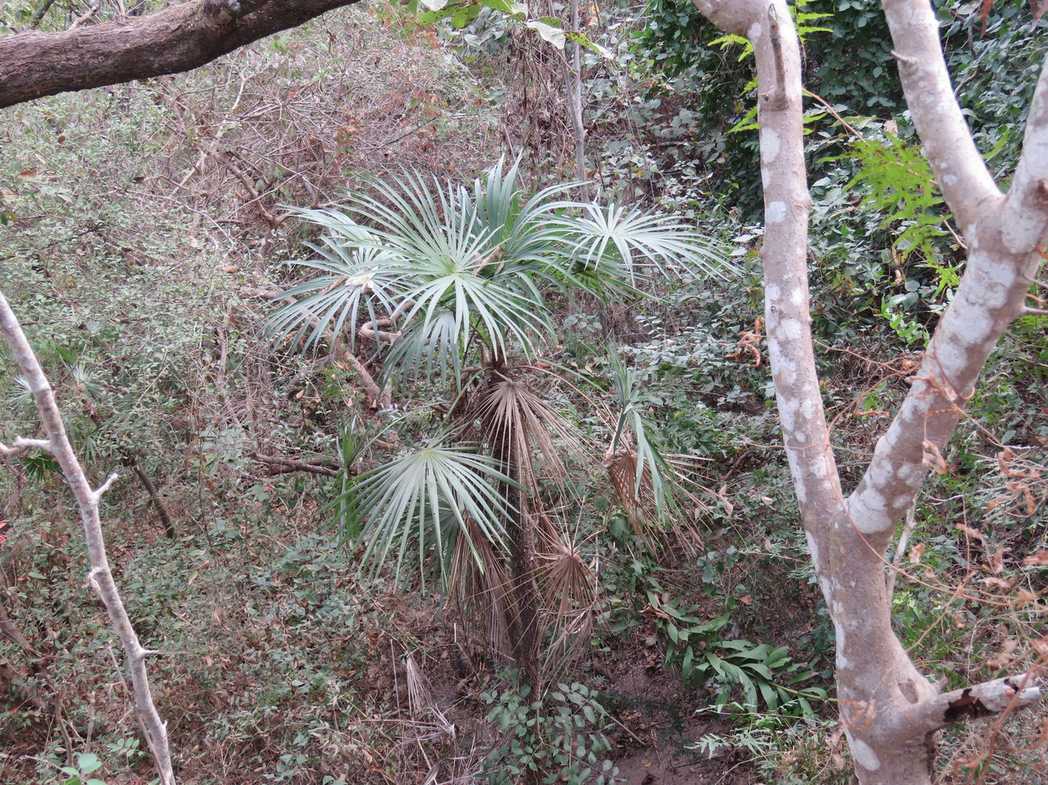 Cryosophila nana