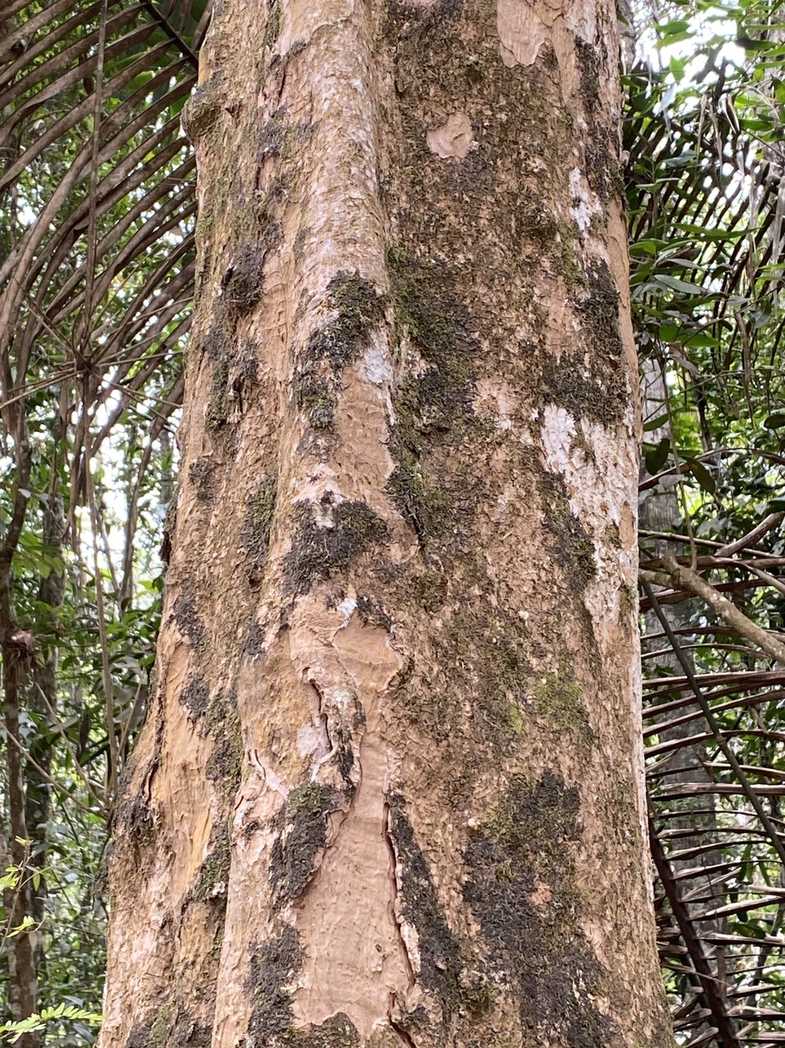 Cryptocarya aschersoniana