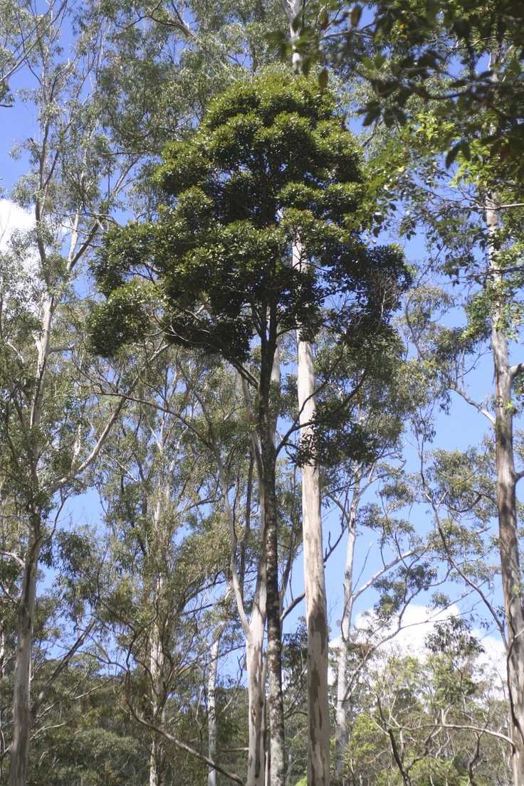 Cryptocarya erythroxylon