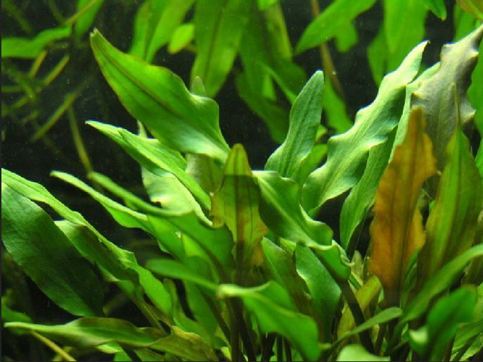 Cryptocoryne