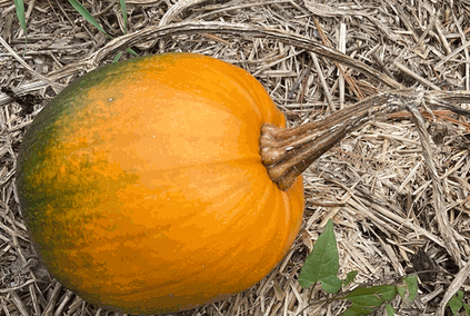 Cucumis