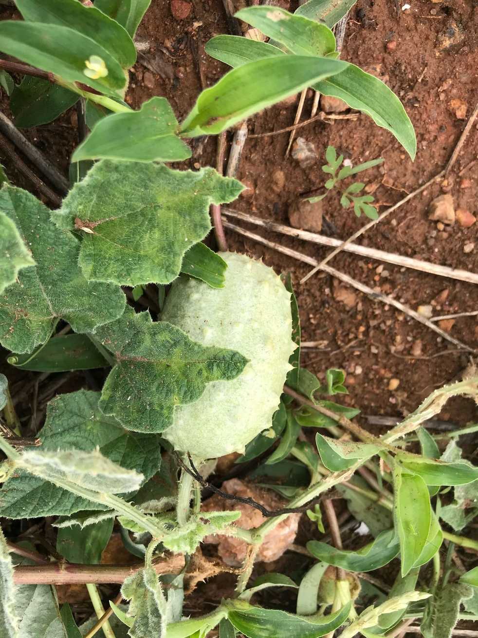 Cucumis aculeatus
