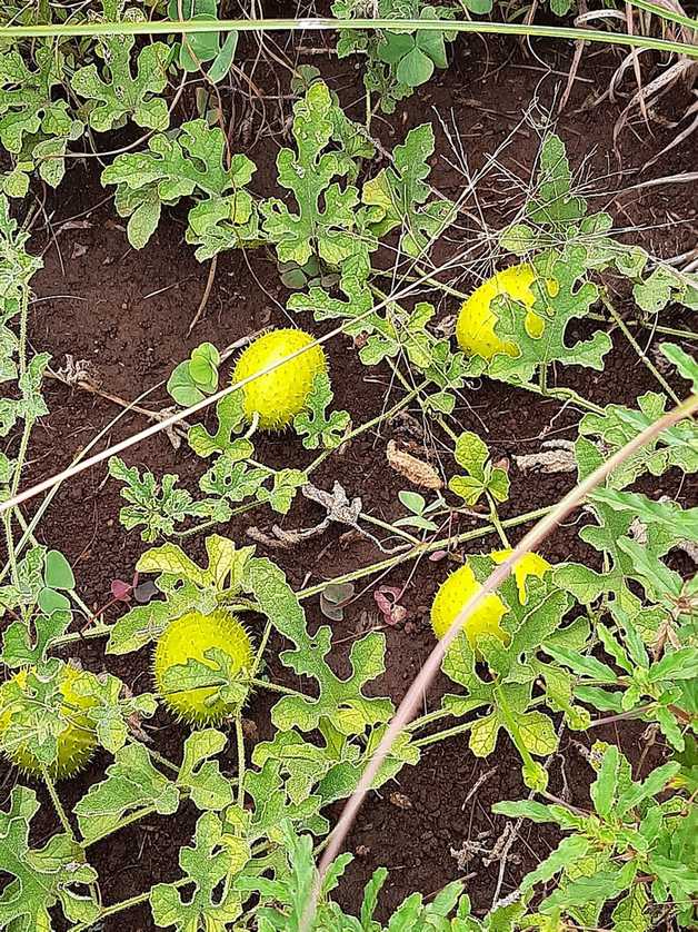 Cucumis africanus