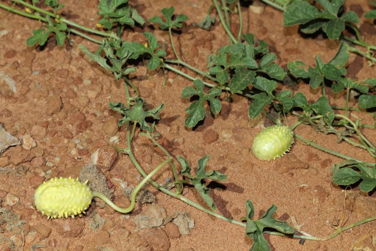 Cucumis anguria