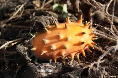 Cucumis metuliferus