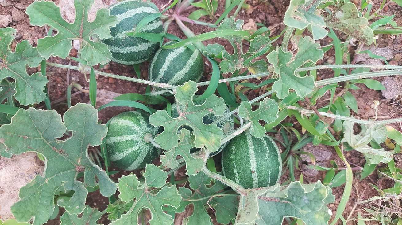 Cucumis trigonus